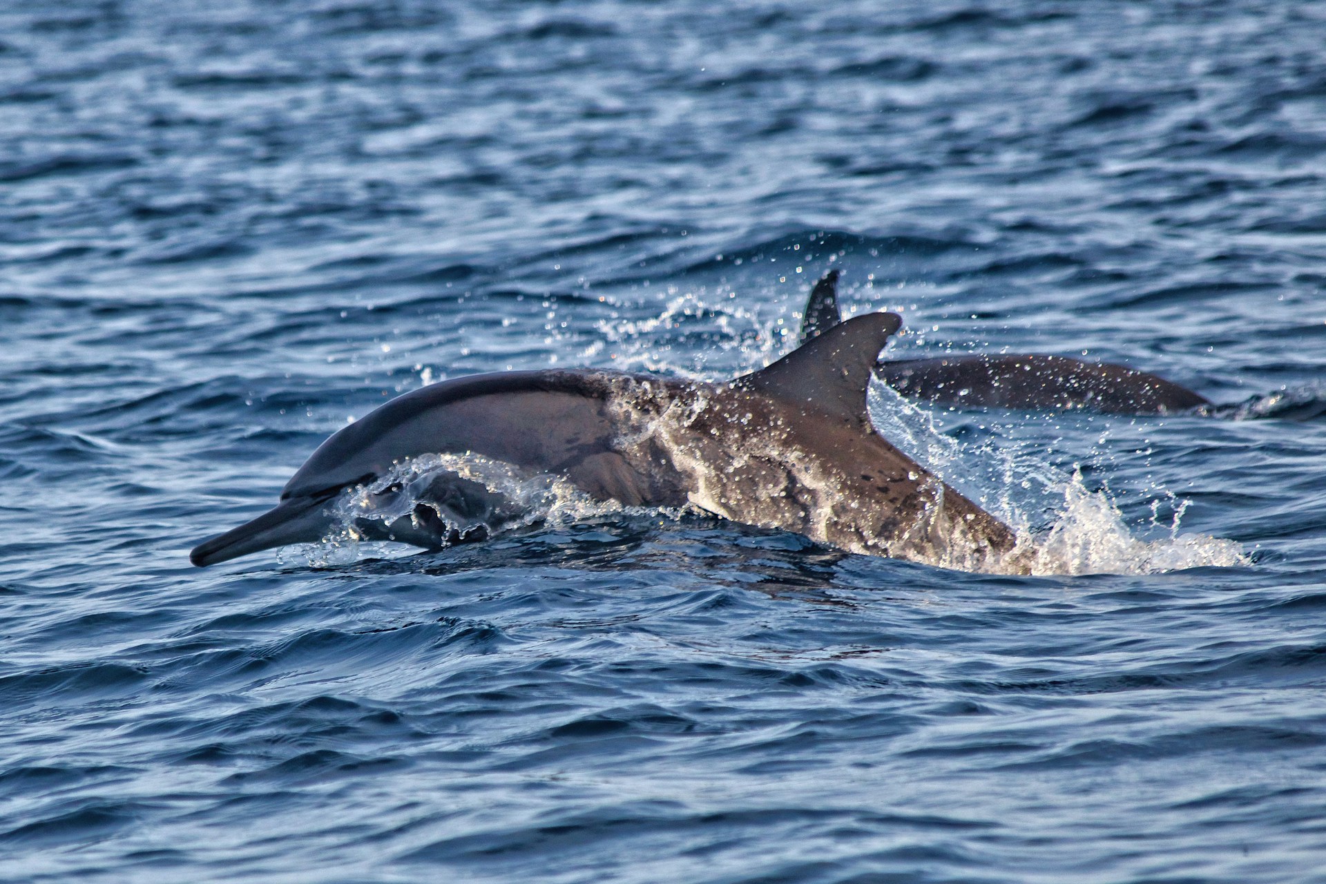 Dolphin Dance Lovina Beach